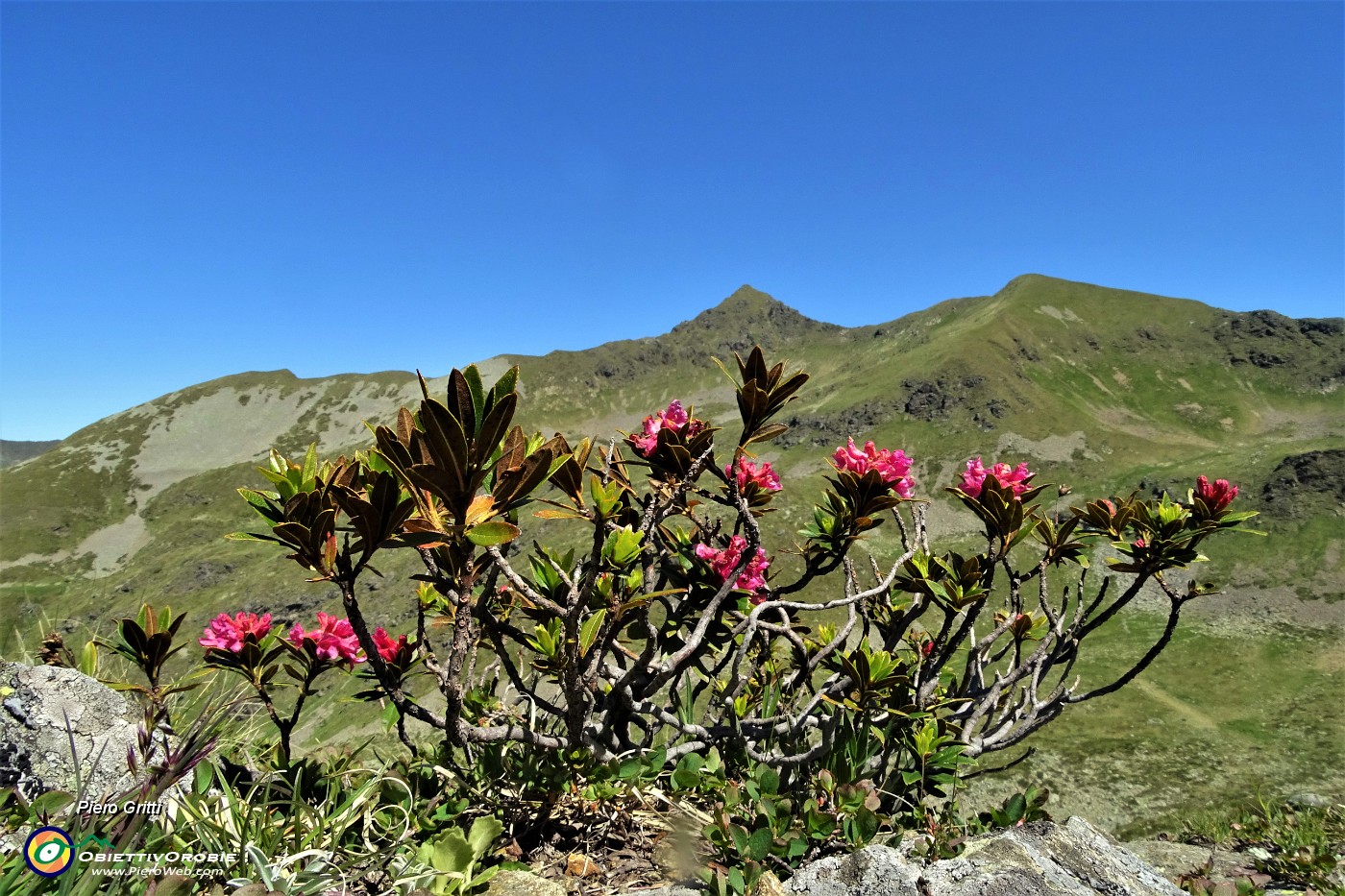 18 Il Monte Toro visto tra rododendri rossi (Rhododendron ferrugineum).JPG -                                